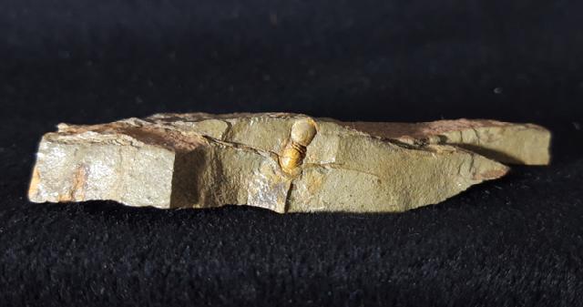 Geragnostus occitanus HOWELL 1935 - Bild &copy; FossNet FossilienStore